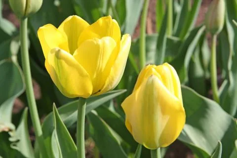 Yellow tulip Stock Photos