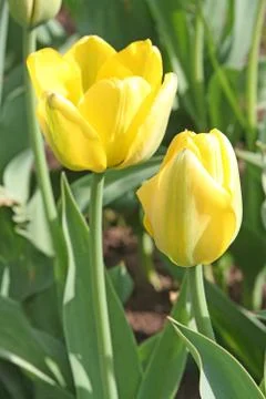 Yellow tulip Stock Photos