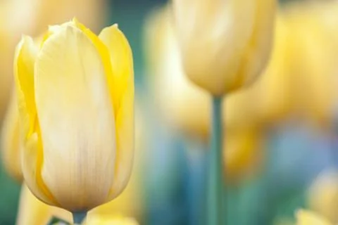 Yellow tulip Foto stock
