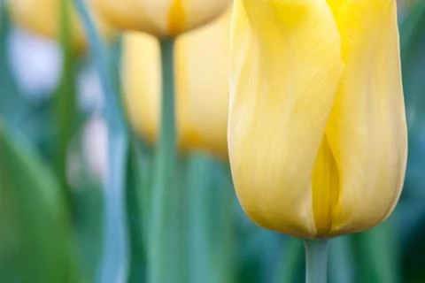 Yellow tulip Foto stock