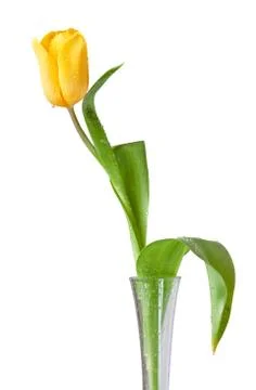 Yellow tulip Foto stock