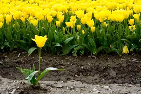Yellow Tulip Stock Photos