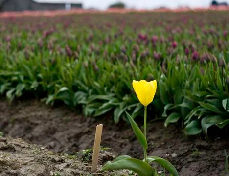 Yellow Tulip Stock Photos