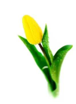 Yellow tulip Stock Photos