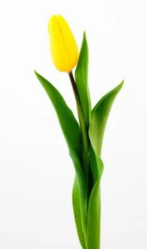 Yellow tulip Foto stock