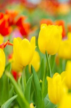 Yellow tulip. Stock Photos