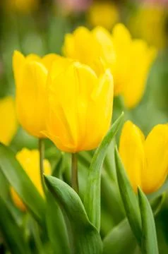 Yellow tulip. Stock Photos