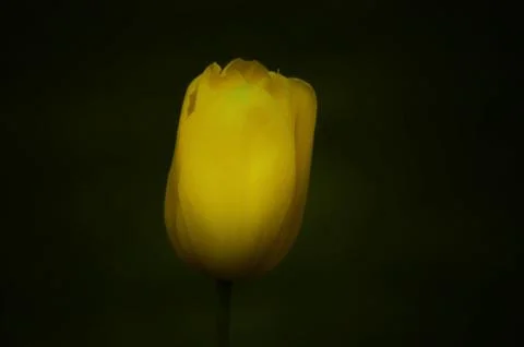 Yellow tulip Stock Photos