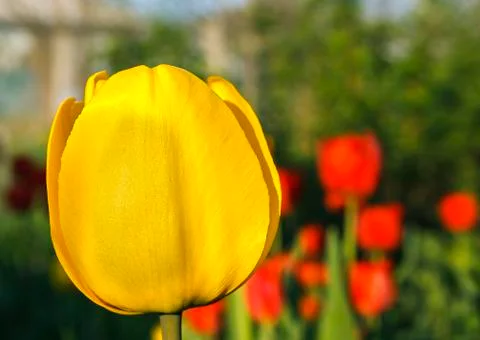 Yellow tulip Stock Photos