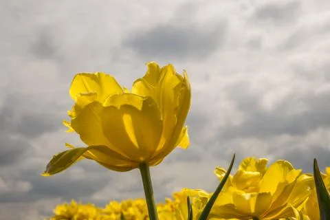 Yellow tulip Stock Photos