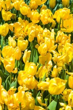 Yellow Tulip Stock Photos