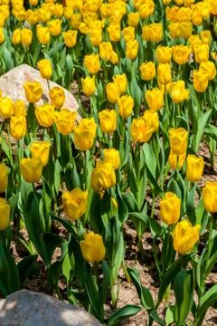 Yellow Tulip Stock Photos