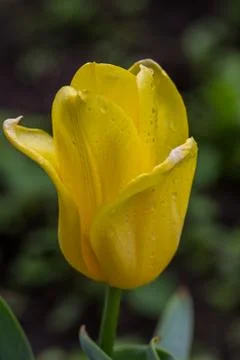 Yellow tulip Stock Photos