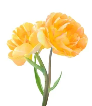 Yellow  tulip Foto stock