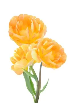 Yellow  tulip Stock Photos