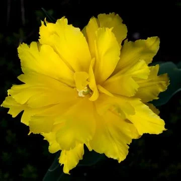 Yellow tulip Stock Photos