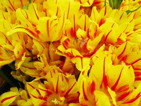 Yellow tulip Photos