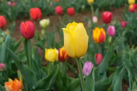 Yellow Tulip Stock Photos