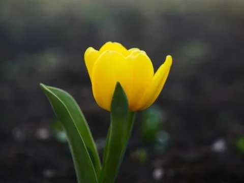 Yellow tulip Stock Photos