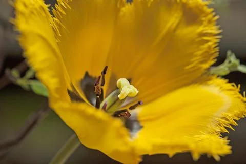Yellow Tulip Stock Photos