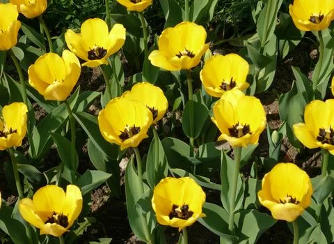 Yellow tulip Stock Photos