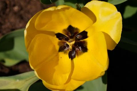 Yellow tulip 写真素材