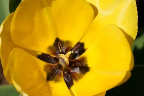 Yellow tulip 库存照片