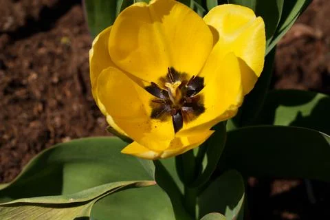 Yellow tulip 库存照片