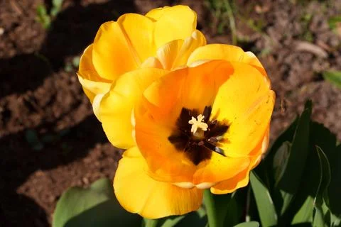 Yellow tulip Fotos Stock