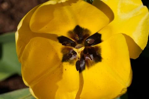 Yellow tulip 스톡 사진