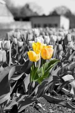 Yellow tulip Foto stock