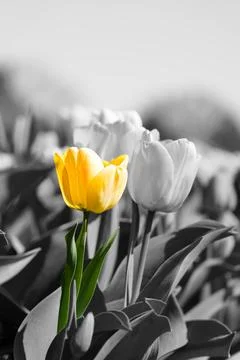 Yellow tulip Stock Photos