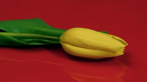 Yellow tulip on red background Stock Footage 104166500
