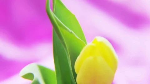 Yellow Tulip Rotating on a Deep Purple Background Stock Footage 69780366