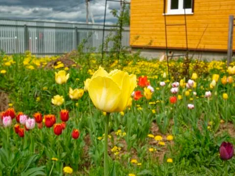 Yellow Tulip in spring on a garden plot Stock Photos