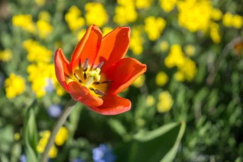 Yellow tulip in spring Stock Photos