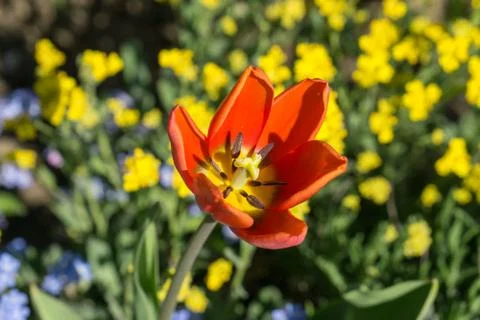 Yellow tulip in spring Stock Photos