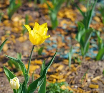 Yellow tulip at spring Stock Photos
