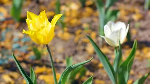 Yellow tulip at spring Stock Photos