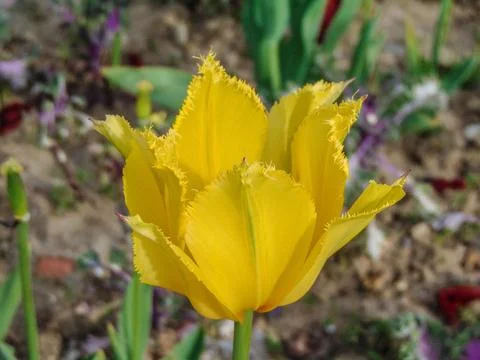 Yellow tulip in the spring Foto stock