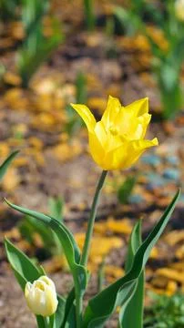 Yellow tulip at spring Stock Photos