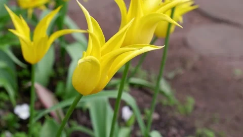 Yellow tulip on a transparent background is moving. Stock Footage 155014851