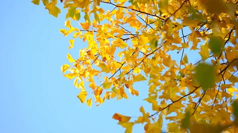 Yellow Tulip tree in fall Stock Footage 4817989