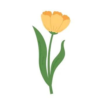 Yellow tulip vector illustration. Spring flower in hand draw style Stock Illustration