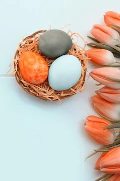 Yellow Tulips and easter Eggs in the nest isolated on white wood Background. Stock Photos