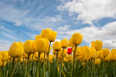Yellow tulips and one red tulip Stock Photos