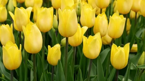 Yellow tulips are moving close-up. Beautiful flowers. Suitable for backgrounds. Stock Footage 155014750
