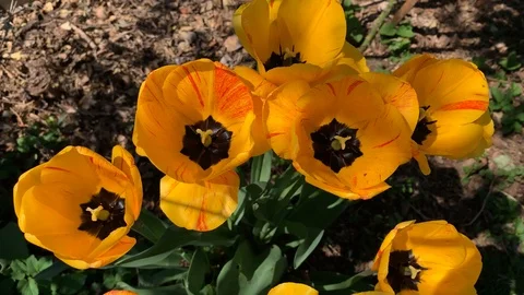 Yellow tulips are moving in the wind Stock Footage 107521016
