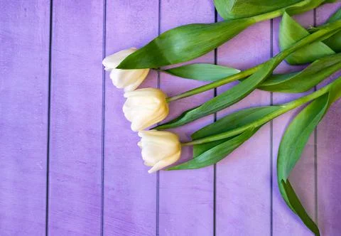 Yellow tulips on background Foto stock