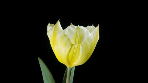 Yellow tulips on black background Stock-Footage 127633187